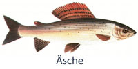 fisch_aesche