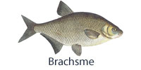 fisch_brachsme