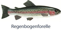 fisch_regenbogenforelle
