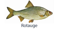 fisch_rotauge