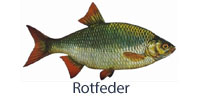 fisch_rotfeder